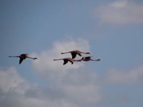Flamingoes.JPG