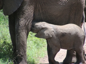Baby Elephant.JPG