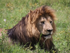 Big Hair Lion.JPG