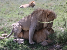 Lions Mating.JPG