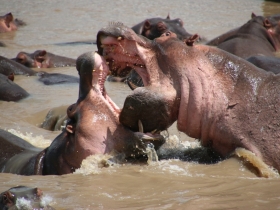 hippo fight.JPG