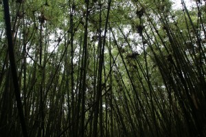 BambooForest