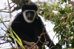 Colobus