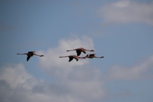 Flamingoes